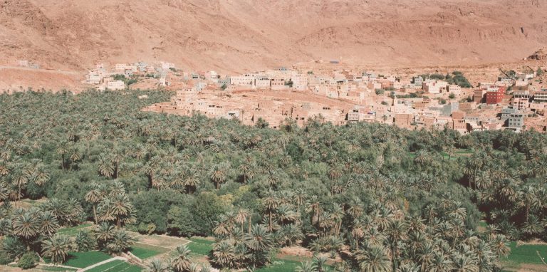 واحة نخيل